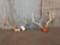2 Sets Of Whitetail Antlers