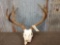 5x5 Mule Deer Antlers On Skull Plate