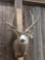 5x5 Mule Deer Shoulder Mount Taxidermy