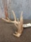 5 Point Whitetail Shed Antler