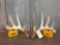 Big 5x5 Whitetail Shed Antlers