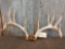 6x5 Whitetail Antlers On Skull Plate