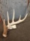 Nice 70 Class Whitetail Shed Antler