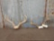 2 Sets Of Whitetail Antlers On Skull Plate