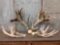Huge 300 Class Whitetail Antlers On Skull Plate With Sheds
