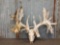 High 300 Class Whitetail Antlers On Skull