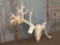 Freak Whitetail Antlers On Skull Plate