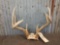 Wild 4x4 Whitetail Antlers On Skull Plate