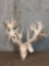 High 300 Class Whitetail Antlers On Skull