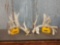 High 299 Class Whitetail Shed Antlers