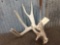 Main Frame 4 Point Whitetail Shed Antler