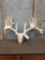 Main Frame 7x7 Whitetail Antlers On Skull