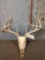 4x4 Whitetail Antlers On Skull