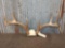 Big Wild 4x5 Whitetail Antlers On Skull Plate