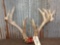 Cool 4x5 Whitetail Antlers On Skull Plate