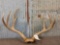 4x5 Mule Deer Antlers On Skull Plate