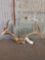 6x5 Whitetail Antlers On Skull Plate