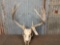 3x4 Whitetail Antlers On Skull Plate