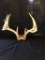 4x5 Whitetail Antlers On Skull Plate
