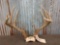 Wild 5x5 Whitetail Antlers On Skull Plate