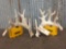 Cool mini monster Whitetail shed antlers