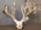 Big Nontypical Whitetail Antlers On Skull