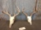 2 Sets Of Whitetail Antlers On Skull