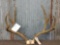 Main Frame 5x5 Mule Deer Antlers On Skull Plate