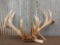 Main Frame 4x4 Whitetail Antlers On Skull Plate