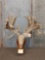 Big Heavy Palmated Whitetail Antlers On Skull