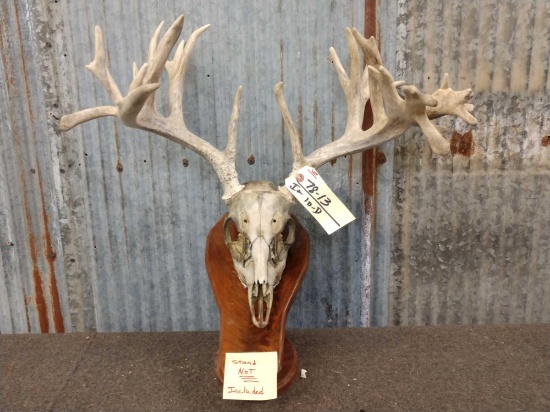 Main Frame 5x5 Whitetail Antlers On Skull