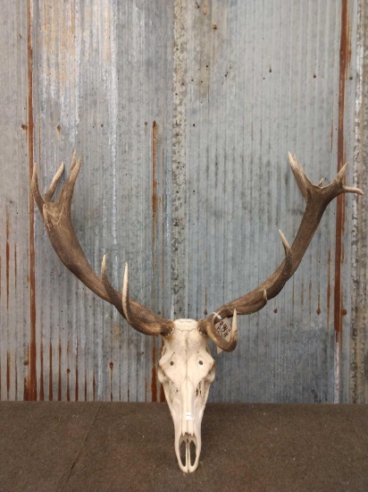 Red Stag Antlers On Skull