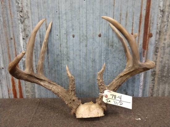 BIG 4x4 Whitetail Antlers On Skull Plate