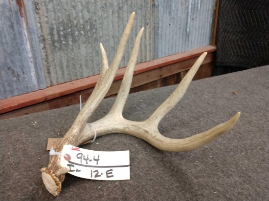 68 2/8" Wild Whitetail Shed Antler