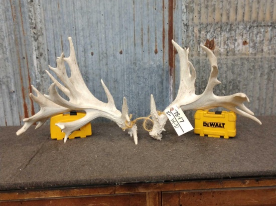 Heavy Palmated 200 Class Whitetail Shed Antlers