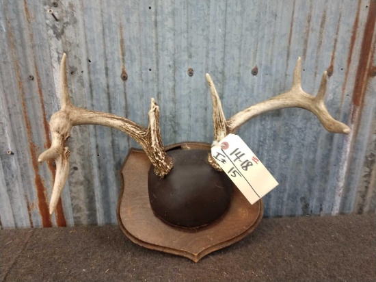 Freak Whitetail Antlers On Plaque