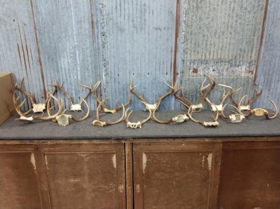 15 Sets Of Whitetail Antlers On Skull Plate