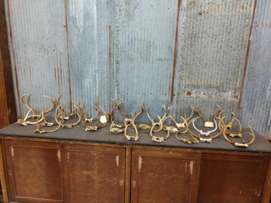 25 Sets Of Antlers On Skull Plate