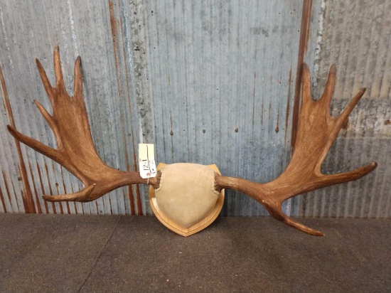 39" Moose Antlers On Plaque