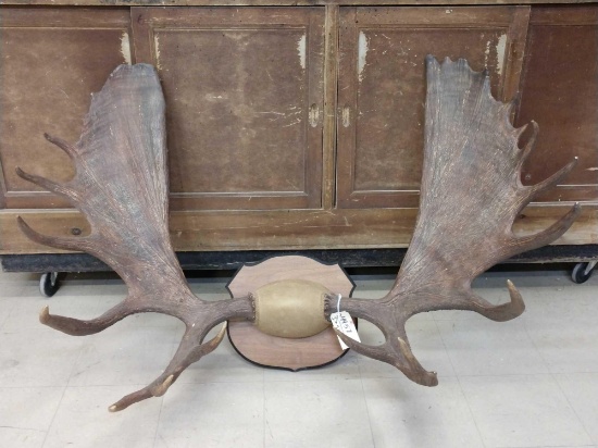 56" Moose Antlers On Plaque