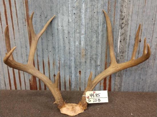 5x5 Mule Deer Antlers On Skull Plate