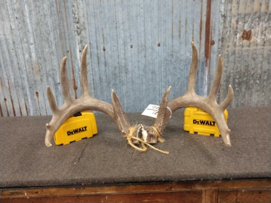 6x6 Whitetail Antlers On Split Skull Plate