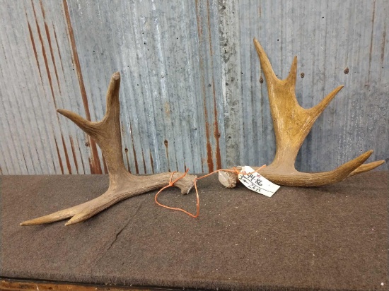 Moose Antler Cut Below The Burr