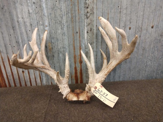 189" Whitetail Antlers On Skull Plate