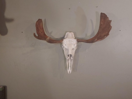 40" Moose Antlers On Skull