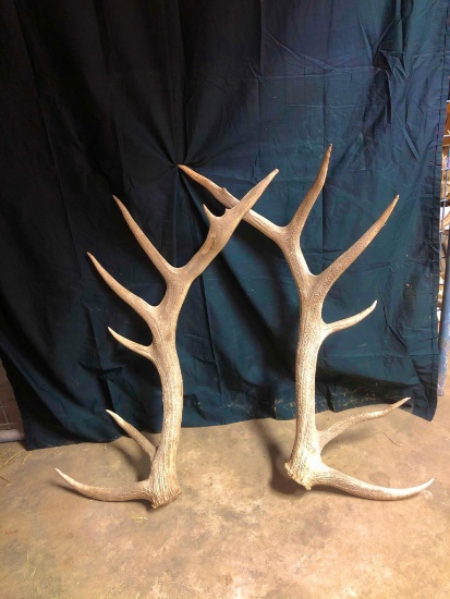 300 Class Elk Shed Antlers