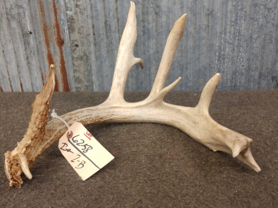 70 Class Whitetail Shed Antler
