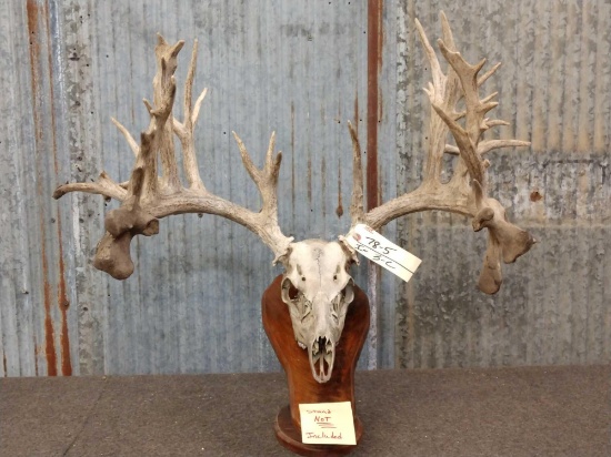 High 200 Class Whitetail Antlers On Skull