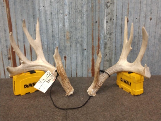 150 class Whitetail shed antlers