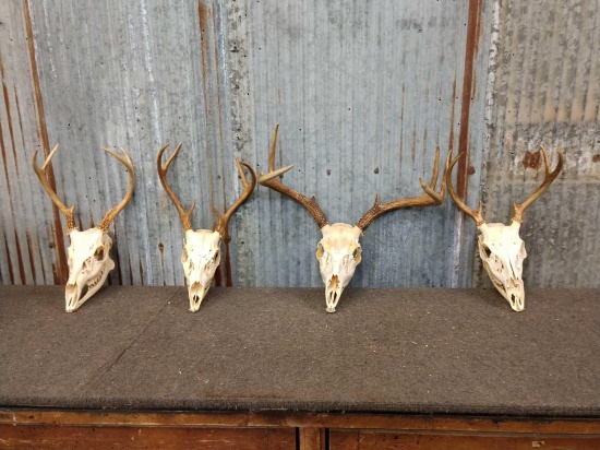 4 Whitetail Antlers On Skull